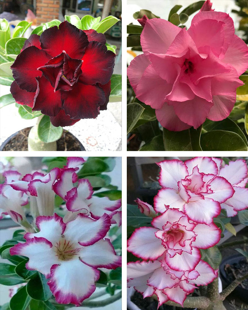 Adenium Bonsai Desert Rose Four Color Combo (Package of Four, Fathumalatha-Angel Red-Violet Shower-Elixir of Earth)[code-HMFC03]