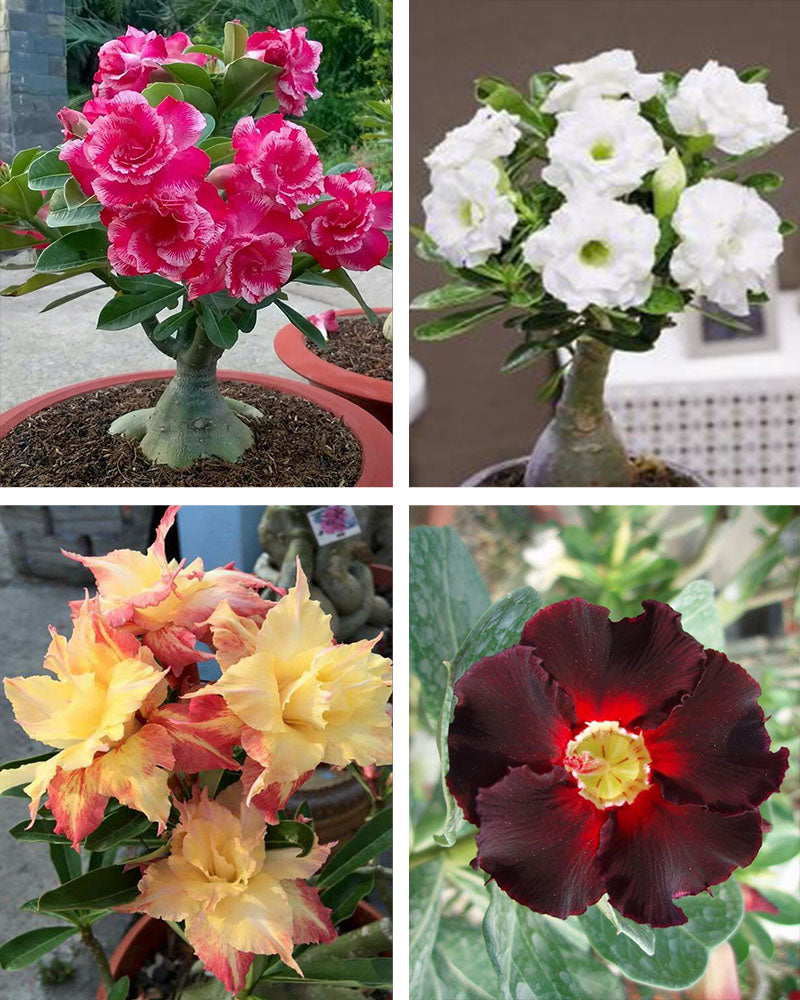 Adenium Bonsai Desert Rose Four Color Combo (Package of Four, Rose Craft-Valiant of You-Fire Dragon-Dark Lark)[code-HMFC08]