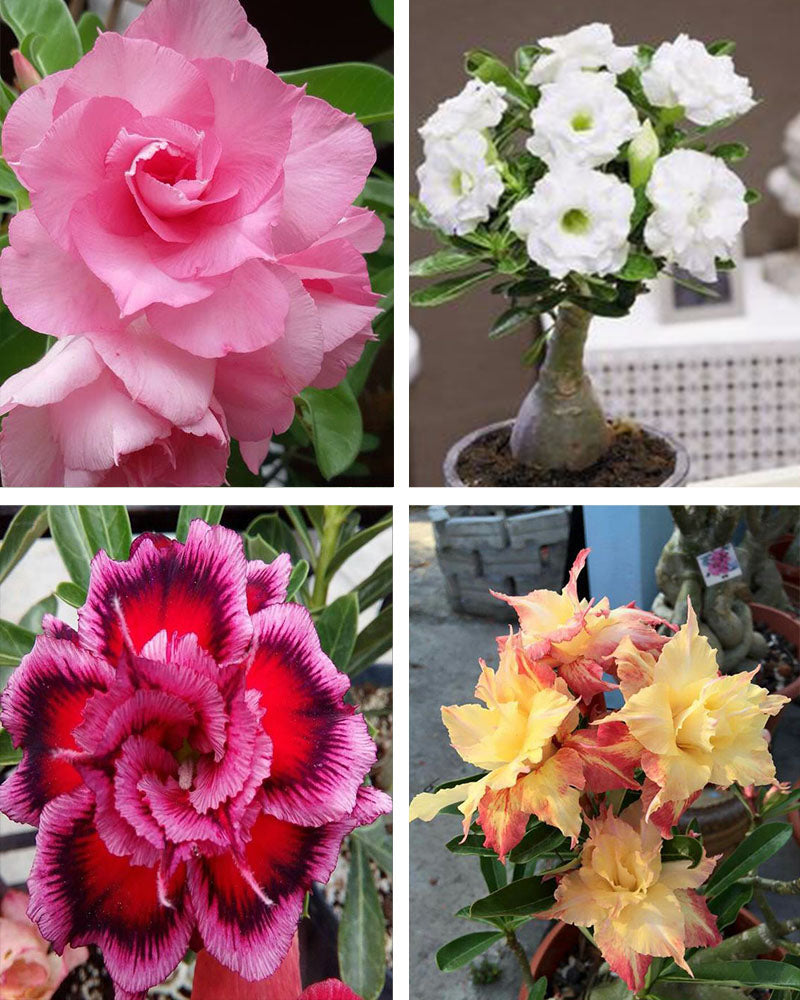 Adenium Bonsai Desert Rose Four Color Combo (Package of Four, Fire Dragon, Valiant of You, Dancing Lady, Fathumalatha)[code : HMFC22]