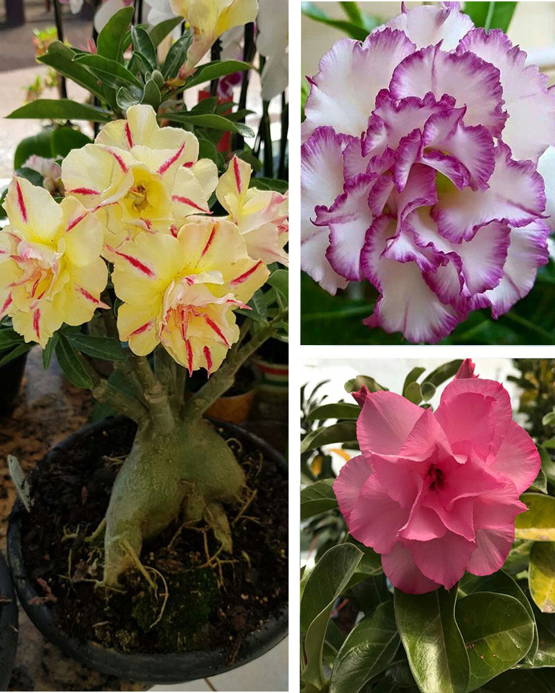 Adenium Bonsai Desert Rose Three Color Combo (Package of Three, Summer Candy-Fathumalatha-Flora Valentine)[code-HMTC11]