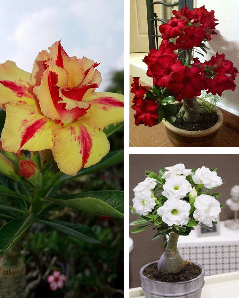 Adenium Bonsai Desert Rose Three Color Combo ( Package of Three, Bunchy Red-Desert Fire-Valiant of You)[code-HMTC03]