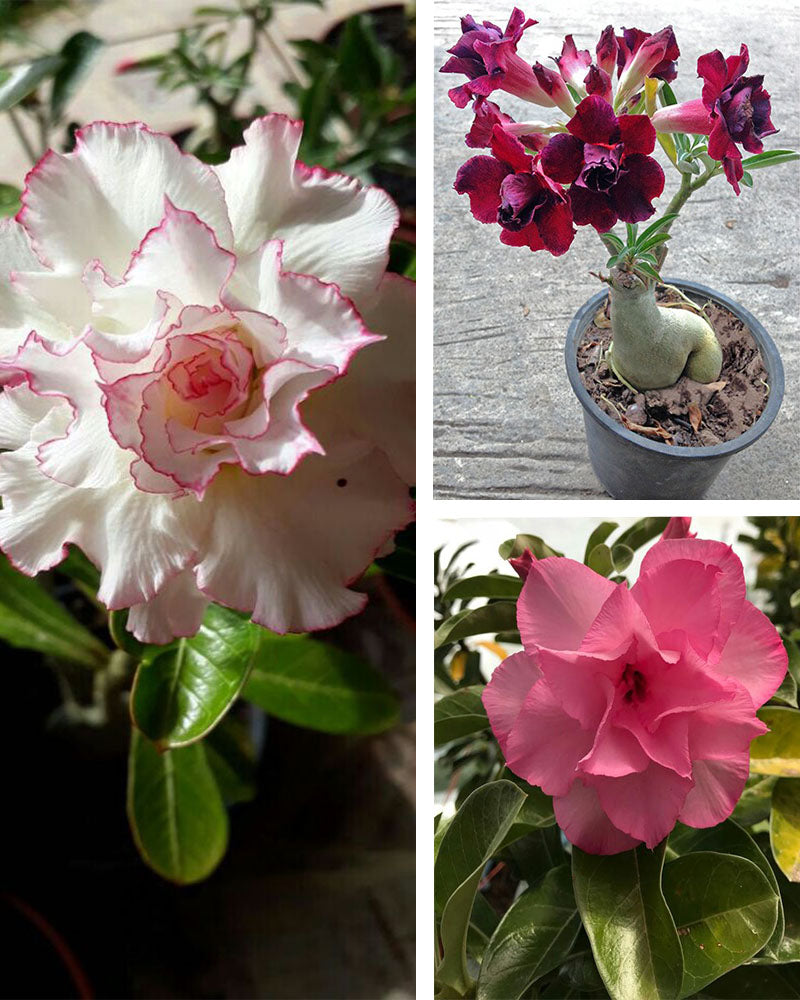 Adenium Bonsai Desert Rose Three Color Combo (Package of Three, Fathumalatha-White Angel-Black Bird)[code-HMTC04]