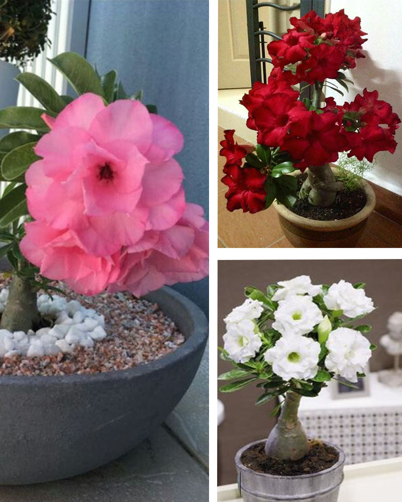 Adenium Bonsai Desert Rose Three Color Combo (Package of Three, Bunchy Red -Fathumalatha-Valiant of You)[code-HMTC12]