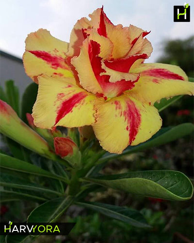 
                  
                    Adenium Bonsai Desert Rose Two Color Combo (Package of Two, Desert fire - Valiant of you)[code-HMTWC07]
                  
                