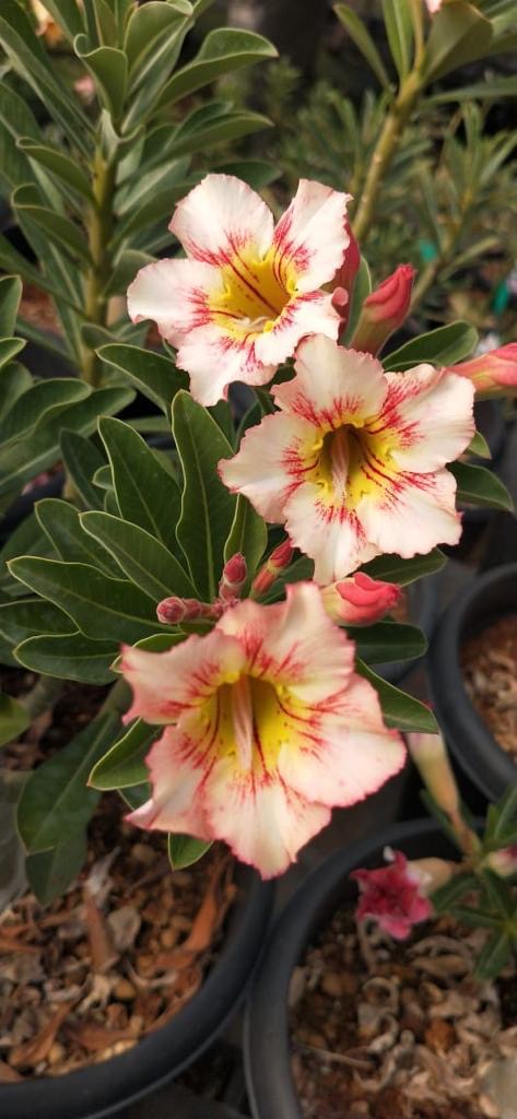 Ruffle Red (Single Petal Double Colour Adenium Bonsai Desert Rose Plant)[code -PERUR]