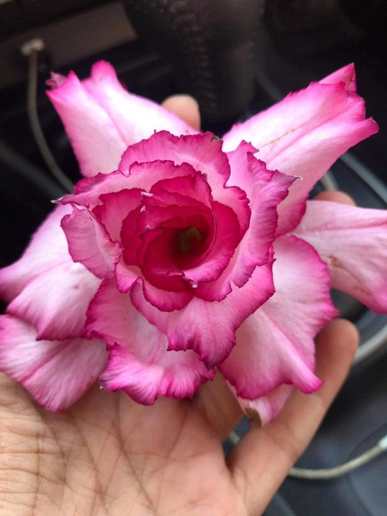 Flora Valentine(Triple Petal Rose White Adenium Bonsai Desert Rose Plant)[code-PEFV]