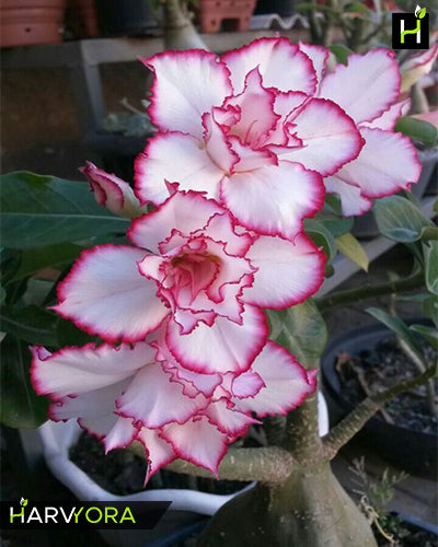 
                  
                    Adenium Bonsai Desert Rose Four Color Combo (Package of Four, Fathumalatha-Angel Red-Violet Shower-Elixir of Earth)[code-HMFC03]
                  
                