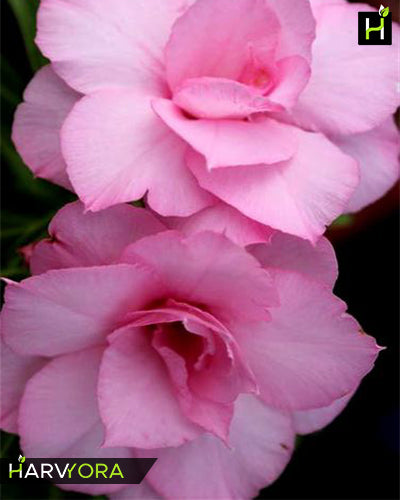 
                  
                    Adenium Bonsai Desert Rose Four Color Combo (Package of Four, Rose of West-Violet Shower-Mystic Beauty - Fathumalatha)[code-HMFC20]
                  
                