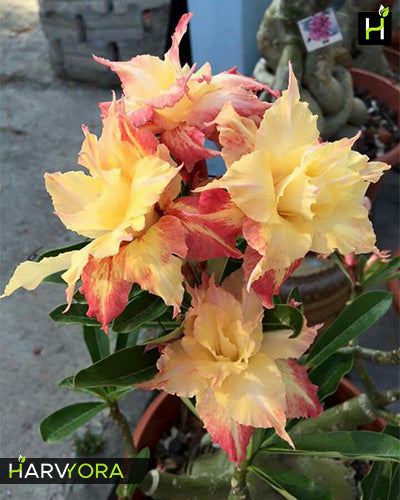 
                  
                    Adenium Bonsai Desert Rose Four Color Combo (Package of Four, Fire Dragon, Valiant of You, Dancing Lady, Fathumalatha)[code : HMFC22]
                  
                