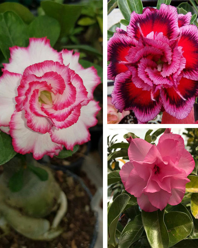 Adenium Bonsai Desert Rose Three Color Combo (Package of Three, Dancing Lady -Fathumalatha- Elixir of Earth)[code-HMTC13]