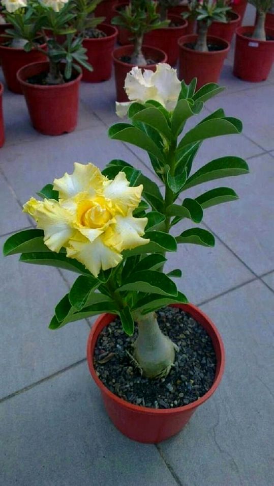 Golden Yellow (Double Petal Yellow Adenium Bonsai Desert Rose Plant)[code-PEGY]