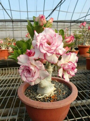 Her Happiness (Triple Petal Pink White Adenium Bonsai Desert Rose Plant)[code-PEHH]