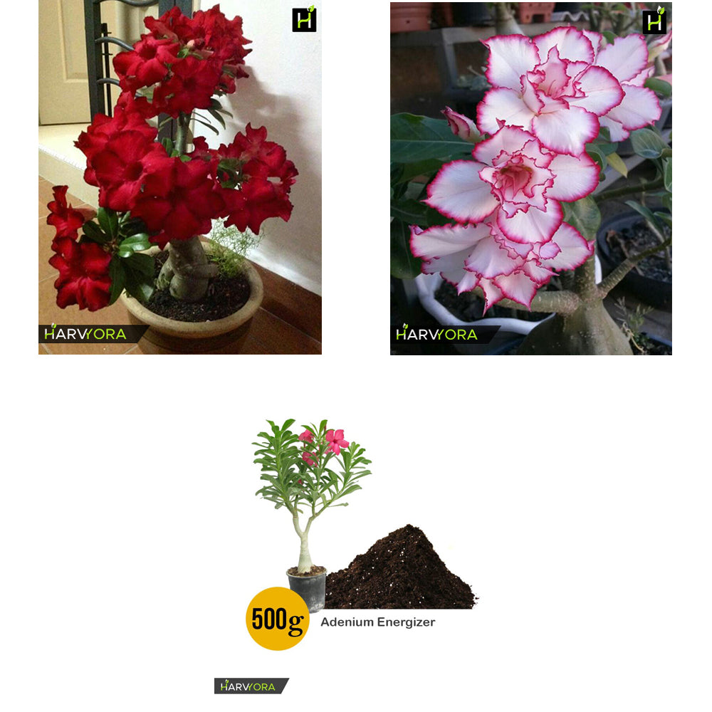 Adenium Bonsai Desert Rose Two Color Combo with Energizer 0.5 Kg (Bunchy Red, Elixir of Earth) - HMTC20