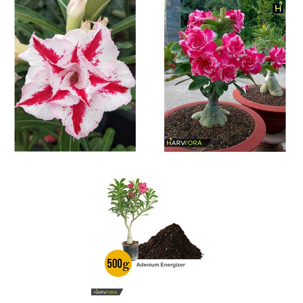 Adenium Bonsai Desert Rose Two Color Combo with Energizer 0.5 Kg (Rose Craft, Desert Christmas) – HMTC14