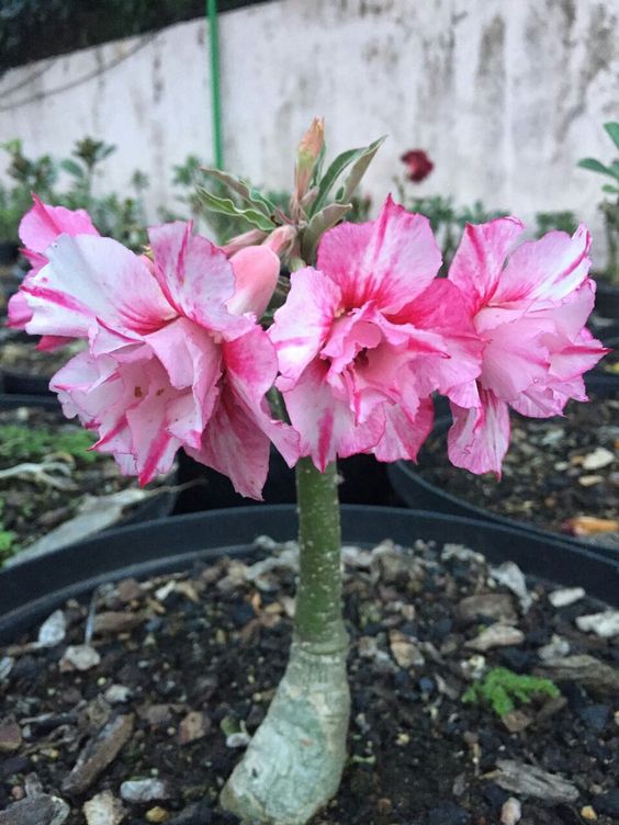 Jingle Bells(Double Petal Rose White Adenium Bonsai Desert Rose Plant)[code-PEJB]