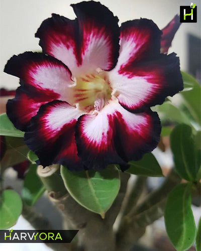 
                  
                    Adenium Bonsai Desert Rose Three Color Combo (Package of Three, Fathumalatha-Red Night-Mystic Beauty)[code-HMTC06]
                  
                