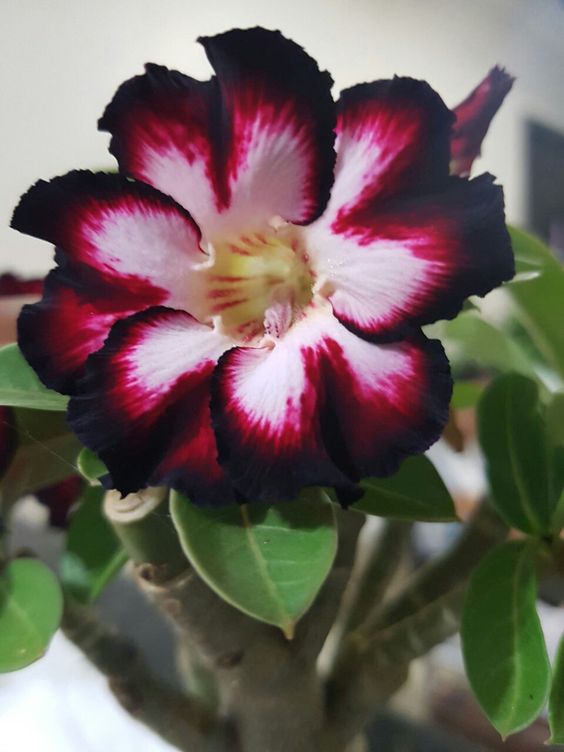 Mystic Beauty (Single Petal Tricolor Adenium Bonsai Desert Rose Plant)[code-PEMB]