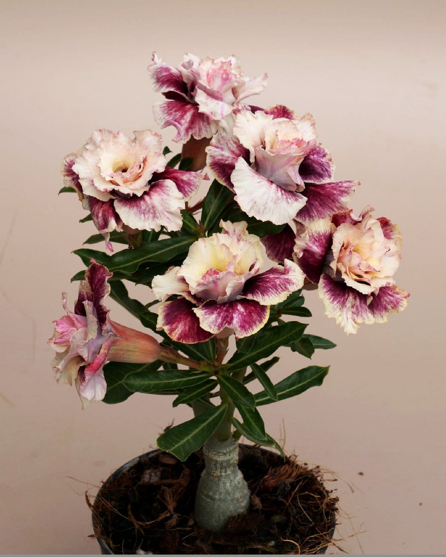 Desert Biscuit (Triple Petal Purple Yellow Adenium Bonsai Desert Rose Plant)[CODE-PEDBS]