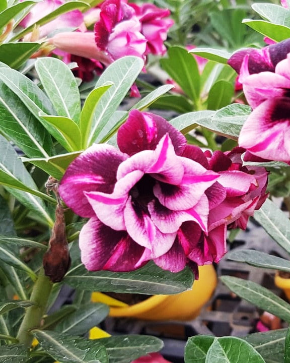 Purple Blast (Triple Petal Purple White Adenium Bonsai Desert Rose Plant)[CODE-PEPB]