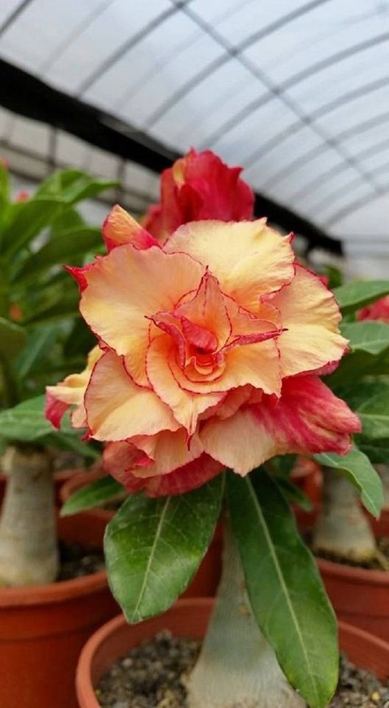 Orange Cup Cake (Triple Petal Orange Red Adenium Bonsai Desert Rose Plant )[code-PEOCC]