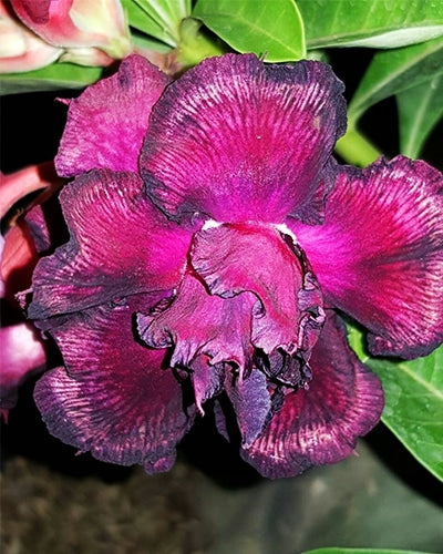 Desert Purpler (Double Petal Purple Black Adenium Bonsai Desert Rose Plant)[CODE-PEPUR]