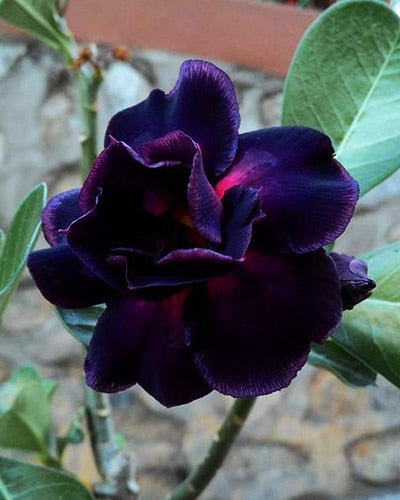 Purple Raven (Double Petal Dark Purple Red Adenium Bonsai Desert Rose Plant)[CODE-PEPRA]