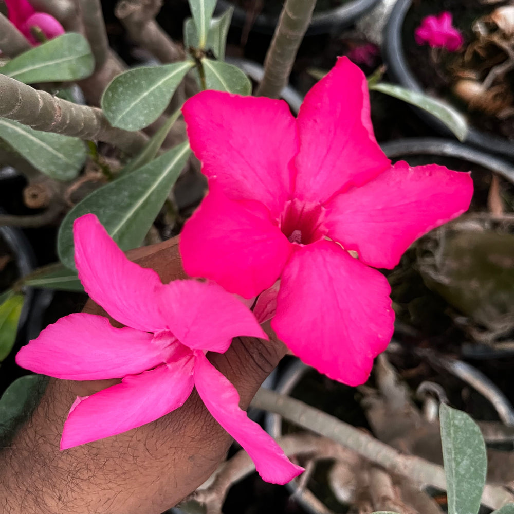 Pink Beauty (Triple Petal Pink Adenium Bonsai Desert Rose Plant)[code-PEF]