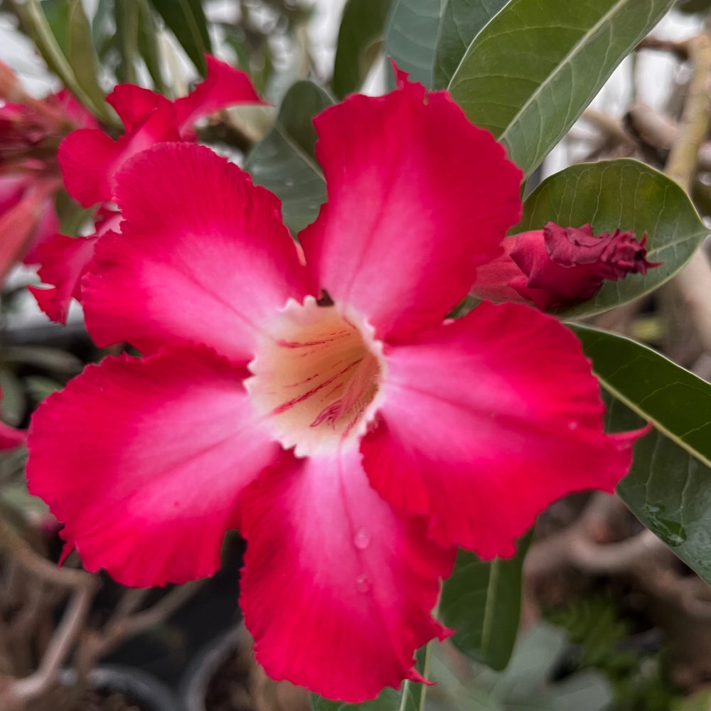 Earth Red (Single Petal Red Adenium Bonsai Desert Rose Plant)[code-PEER]