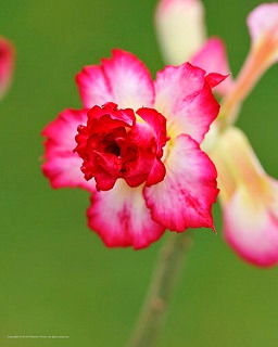 Pink Paradise(Triple Petal Pink White Adenium Bonsai Desert Rose Plant)[code-PEPP]