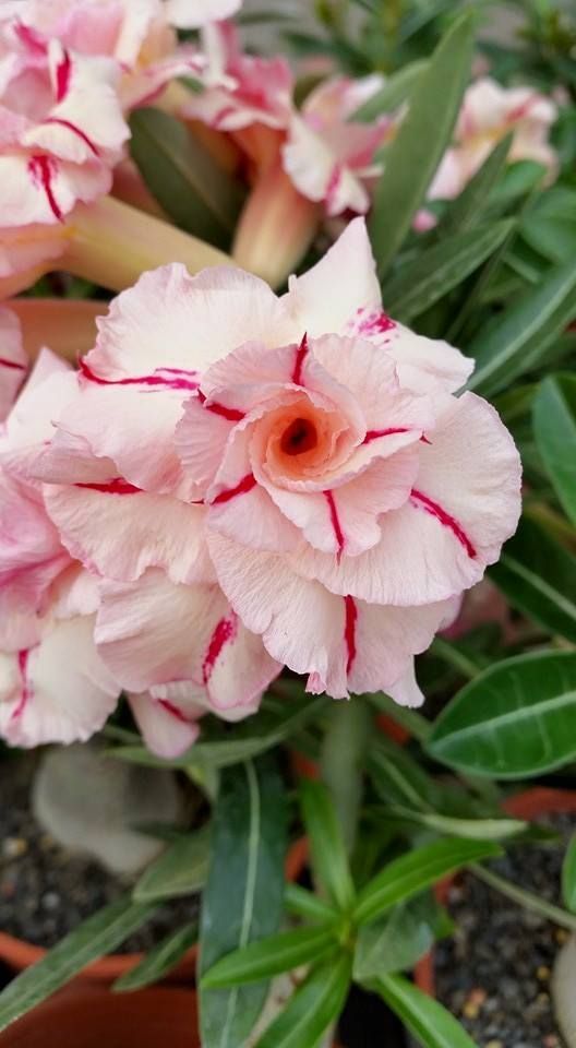 Peach Romance (Triple Petal Peach Red Adenium Bonsai Desert Rose Plant)[code-PEPRR]