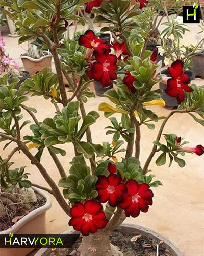 
                  
                    Adenium Bonsai Desert Rose Three Color Combo (Package of Three, Fathumalatha-Red Night-Mystic Beauty)[code-HMTC06]
                  
                