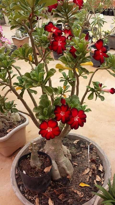 Red Night (Single Petal Black Red Adenium Bonsai Desert Rose Plant)[code-PERN]]