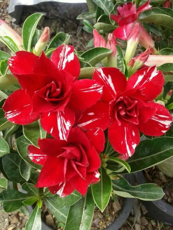 Red Spoiler (Double Petal Red White Adenium Bonsai Desert Rose Plant)[code-PERSP]