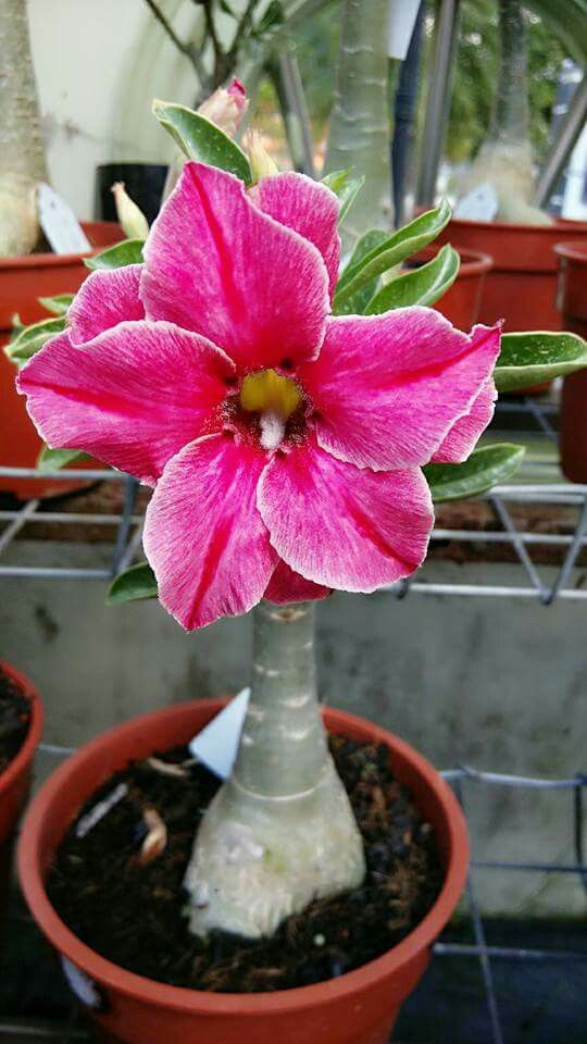 Jancy Rani (Single Petal Rose Red Adenium Bonsai Desert Rose Plant)[code-PERS]