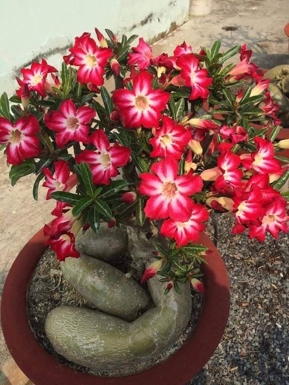 Rolling Red (Single Petal Red White Adenium Bonsai Desert Rose Plant)[code-PERR]