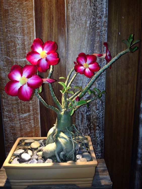 Bright Rose (Single Petal Red White Adenium Bonsai Desert Rose Plant)[code-PEBRO]