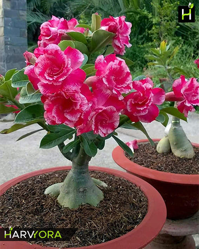 
                  
                    Adenium Bonsai Desert Rose Two Color Combo (Package of Two, Rose Craft - Dancing Lady)[code-HMTWC08]
                  
                