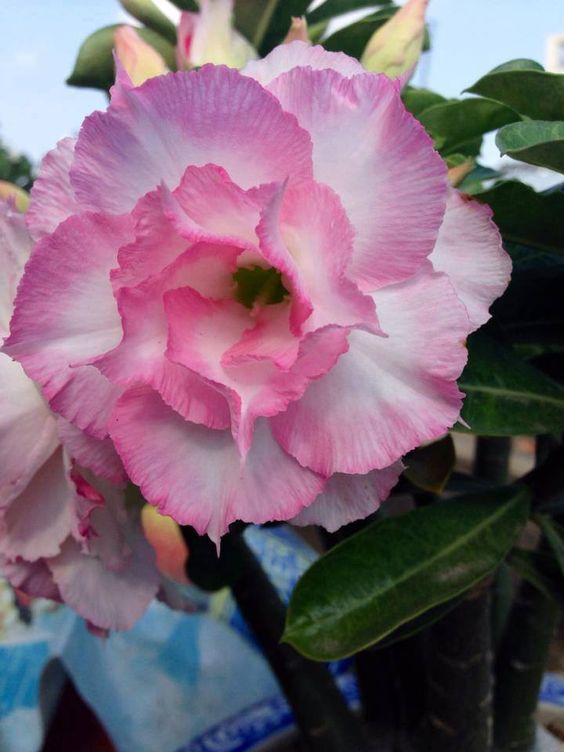 Rose of West (Triple Petal Rose White Adenium Bonsai Desert Rose Plant)[code-PERW]