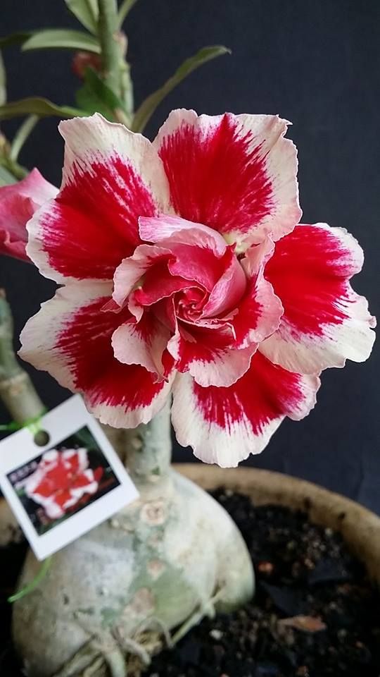 Santa Claus(Double Petal Red White Adenium Bonsai Desert Rose Plant)[code -PESC]