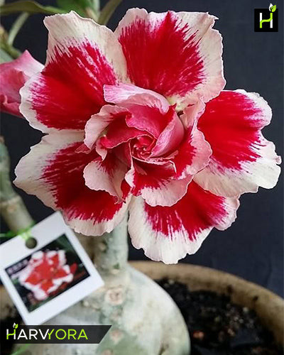 
                  
                    Adenium Bonsai Desert Rose Four Color Combo (Package of Four, Four Your Memory, Violet Splash, Santa Claus, Fathumalatha)[code : HMFC23]
                  
                