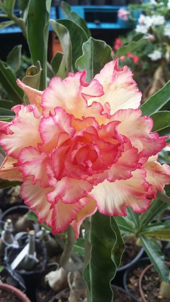 Triple Shower (Triple Petal Yellow Rose Adenium Bonsai Desert Rose plant )[code -PETS]