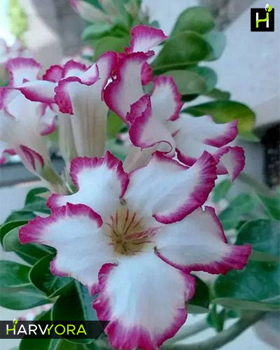 
                  
                    Adenium Bonsai Desert Rose Four Color Combo (Package of Four, Fathumalatha-Angel Red-Violet Shower-Elixir of Earth)[code-HMFC03]
                  
                