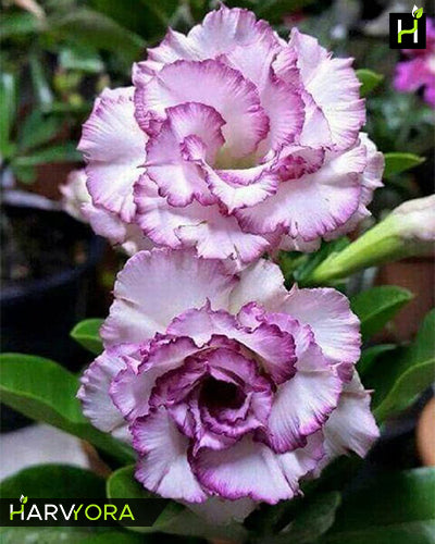 
                  
                    Adenium Bonsai Desert Rose Four Color Combo (Package of Four, Four Your Memory, Violet Splash, Santa Claus, Fathumalatha)[code : HMFC23]
                  
                