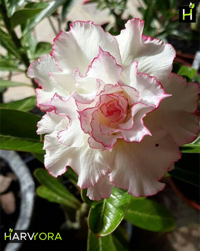 
                  
                    Adenium Bonsai Desert Rose Three Color Combo (Package of Three, Fathumalatha-White Angel-Black Bird)[code-HMTC04]
                  
                