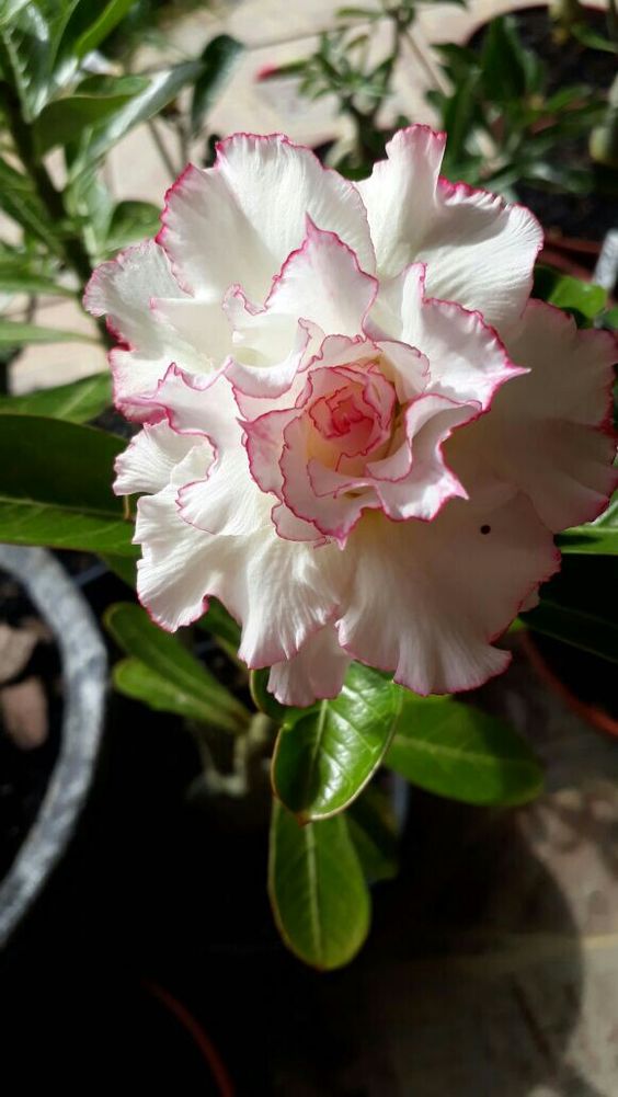 White Angel (Triple Petal White & Rose Colored Adenium Bonsai Desert Rose)[code -PEWA]